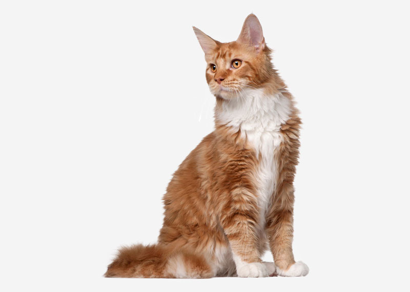 Maine Coon - 8