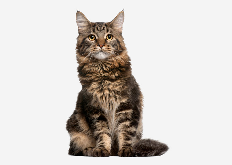 Maine Coon - 10