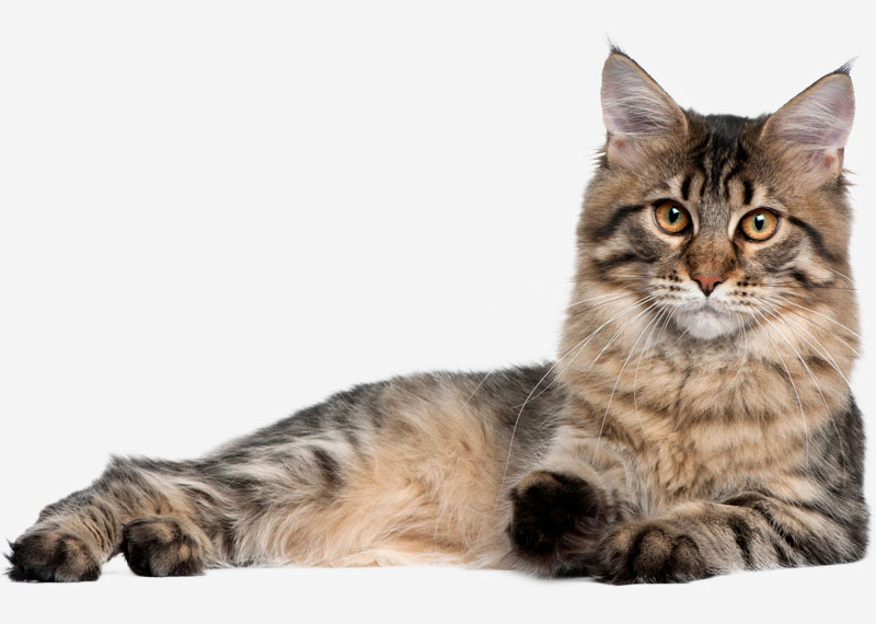 Maine Coon - 23