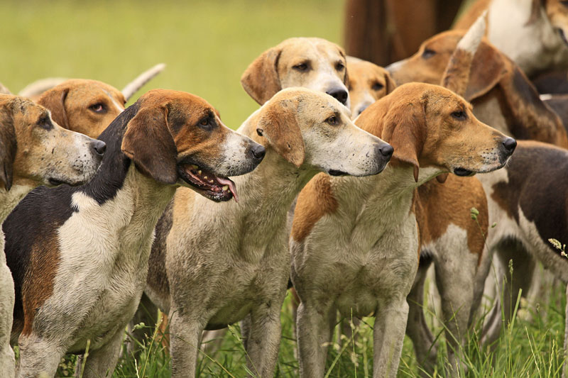 are american foxhounds good with other dogs