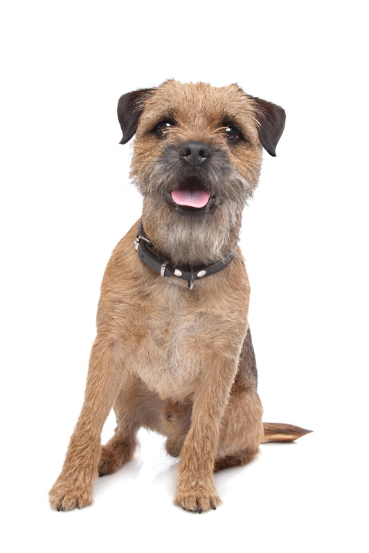 Border terrier best sale breed club