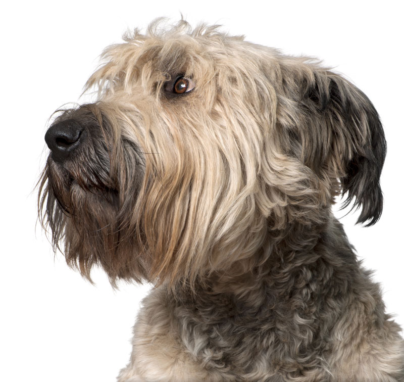 Bouvier store dog white