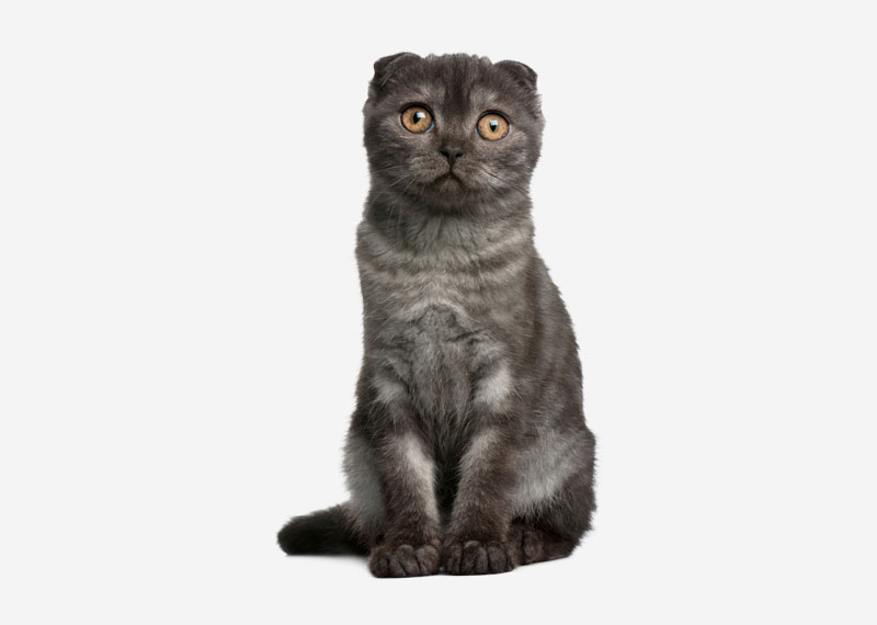 Scottish Fold - 3