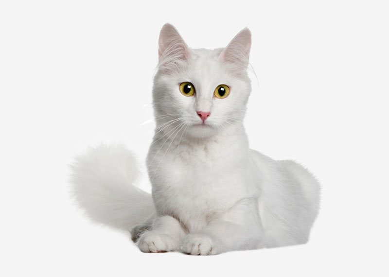 Turkish Angora - 2