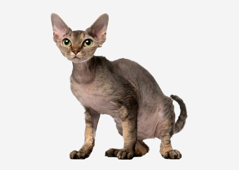 Devon Rex - 2