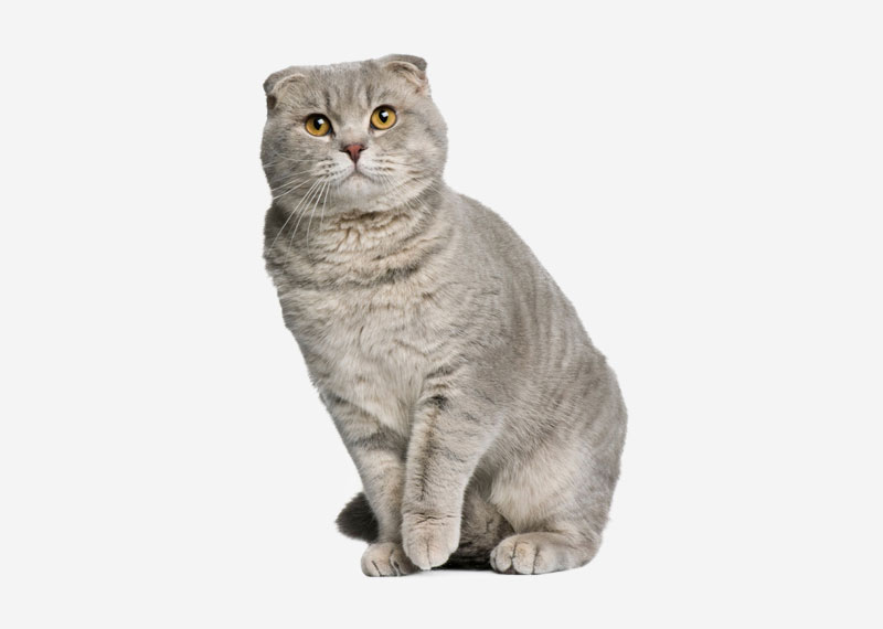 Scottish Fold - 4