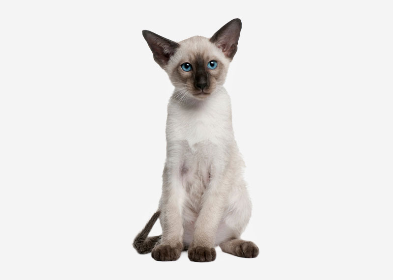 Siamese - 7