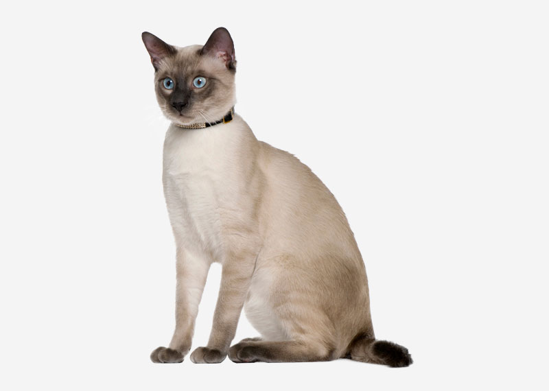 Tonkinese - 5