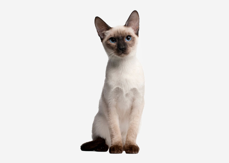 Siamese - 9