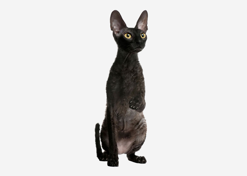 Devon Rex - 4