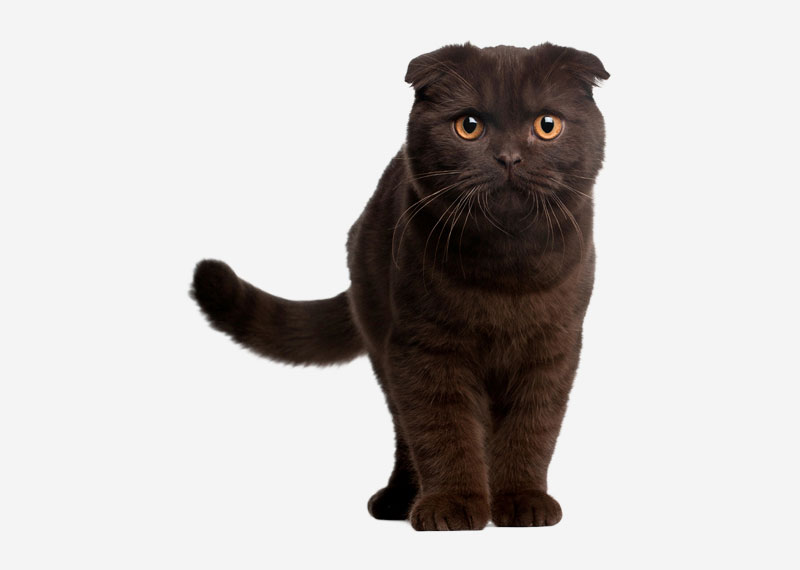 Scottish Fold - 5