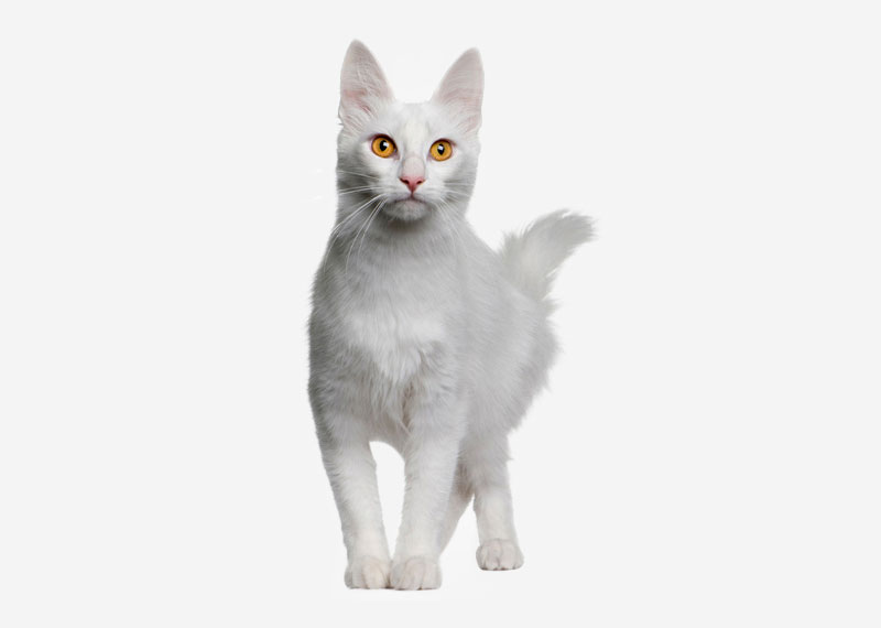 Turkish Angora - 4