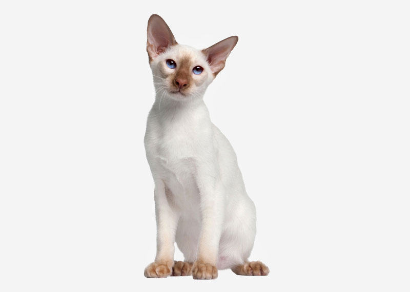 Siamese - 1