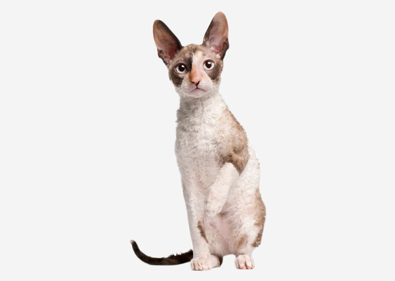 Cornish Rex - 1