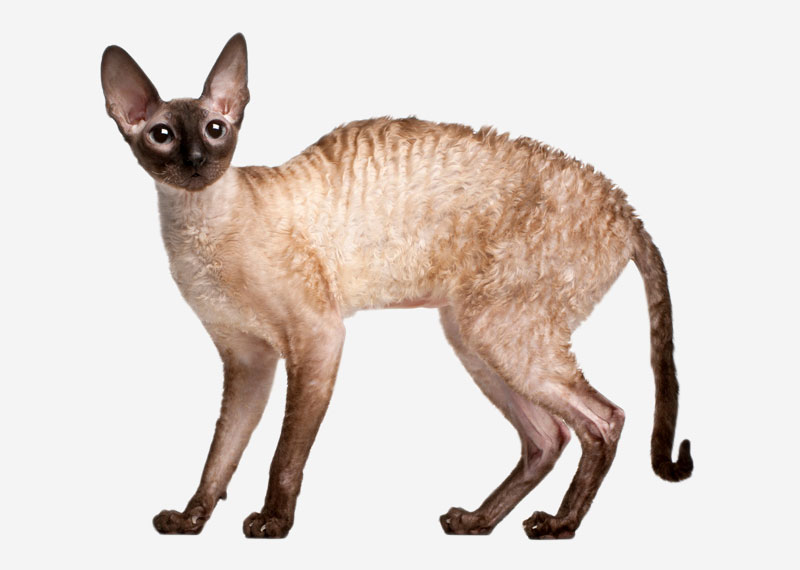 Devon Rex - 5