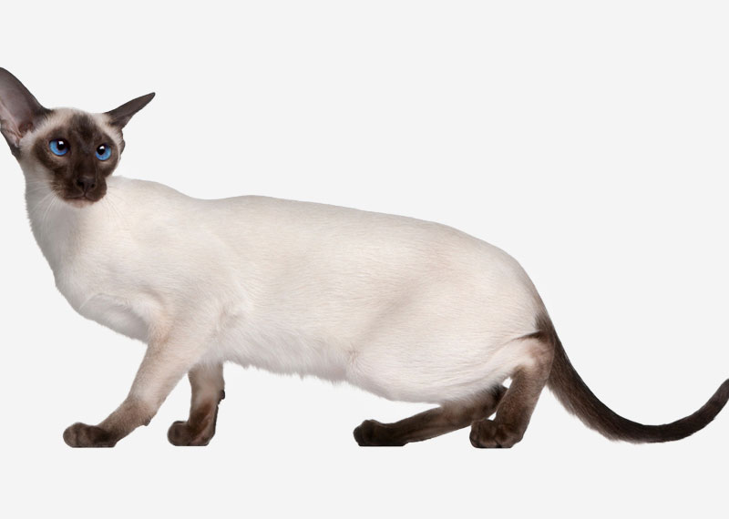 Siamese - 2