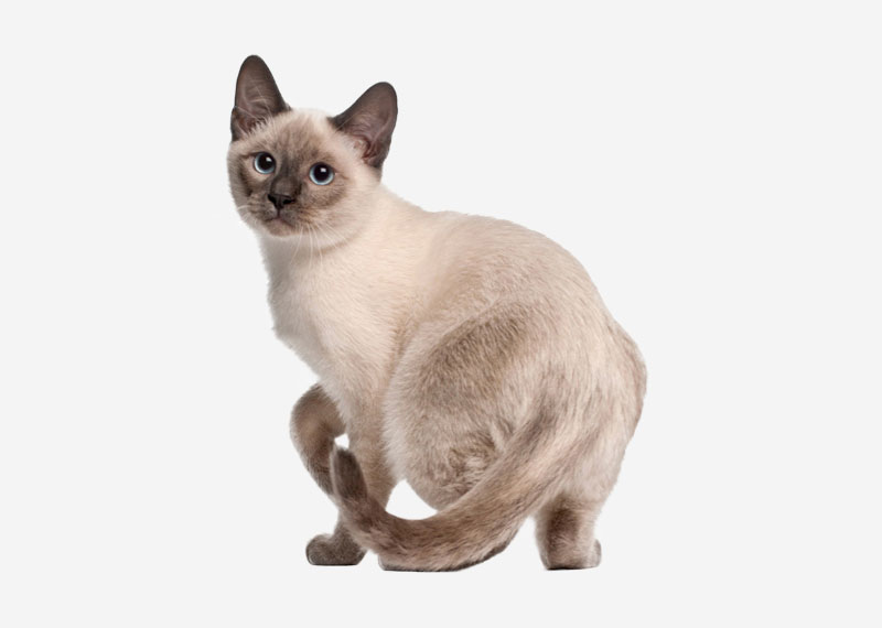 Tonkinese - 7