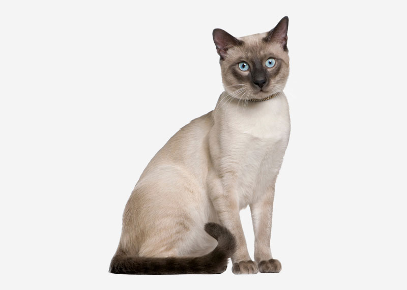 Tonkinese - 8