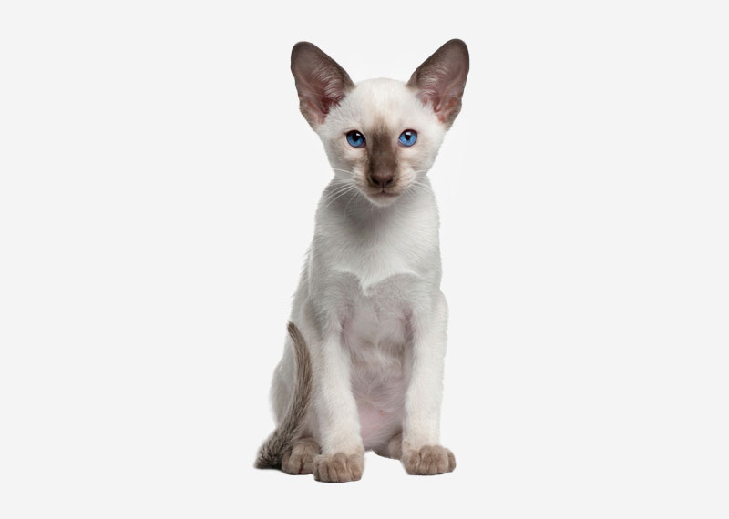 Siamese - 5