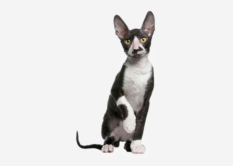 Devon Rex - 1