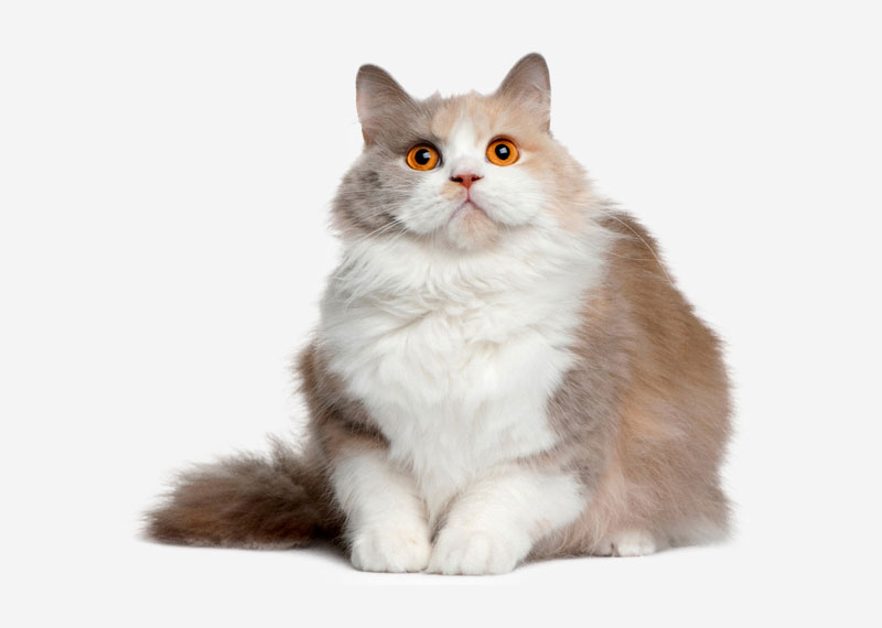 British Semi-longhair - 1